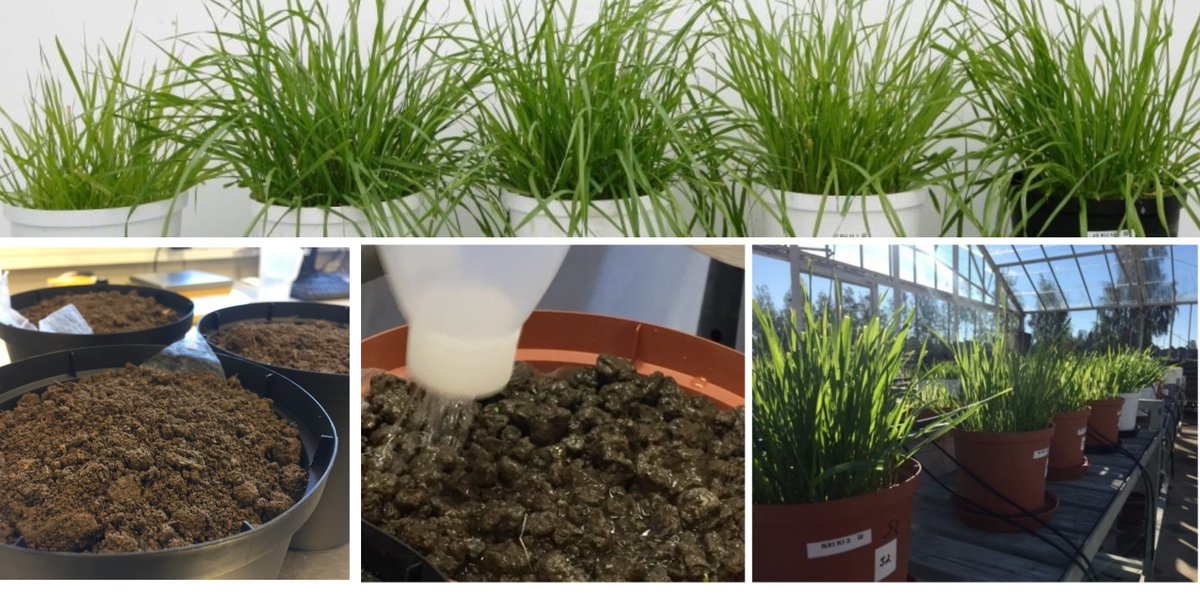 Vaikuttaako #kipsi peltomaan ravinnetasapainoon, kasvukuntoon tai mikrobiaktiivisuuteen? Näitä erityisesti viljelijöitä kiinnostavia kysymyksiä selvitettiin ruukkukokeissa (<a href="/LukeFinland/">Luonnonvarakeskus</a> <a href="/SYKEinfo/">Suomen ympäristökeskus</a>) joiden tuloksista kertoo nyt erikoistutkija @HelenaSoinne👉 blogs.helsinki.fi/save-kipsihank…