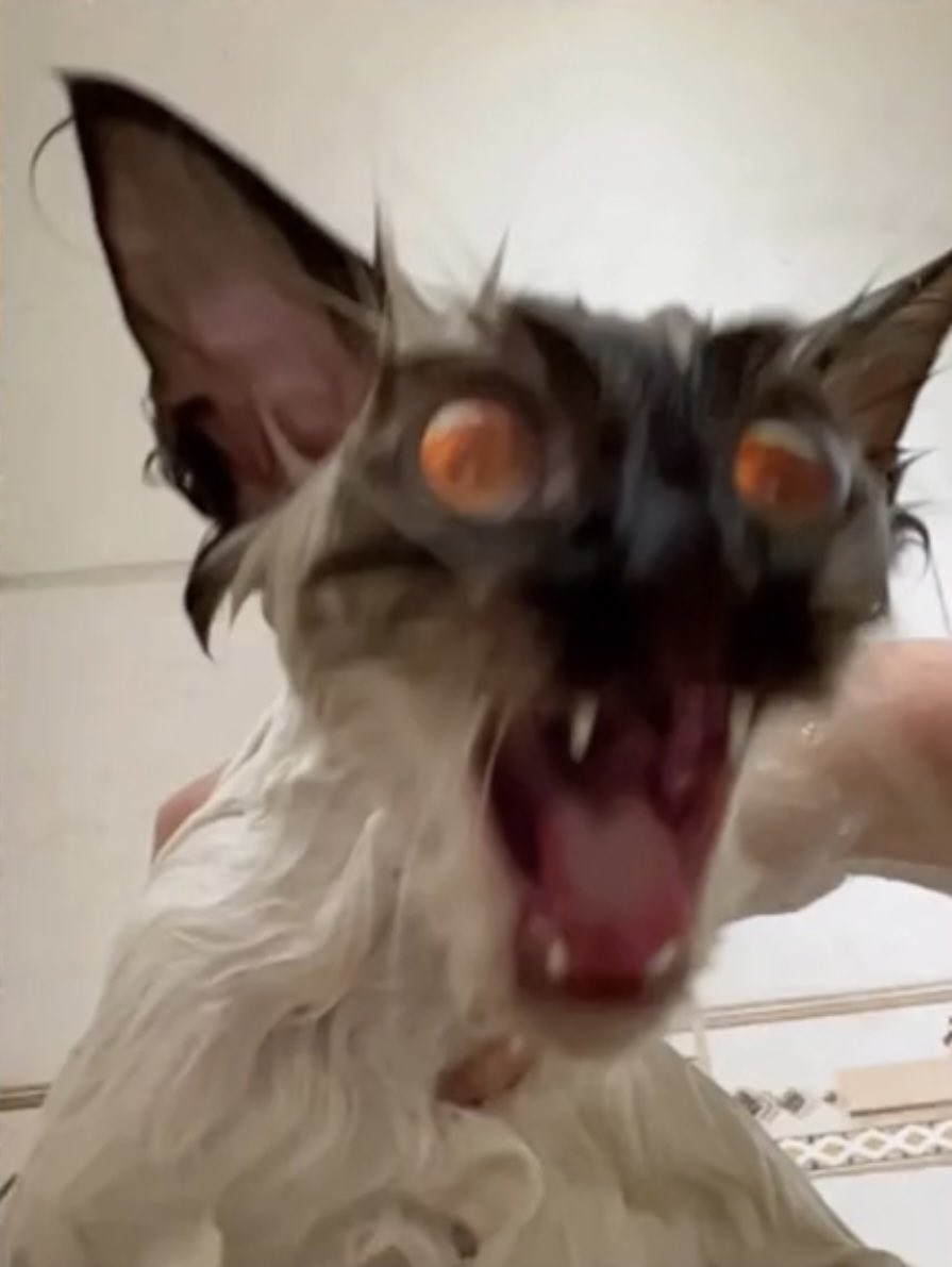 mezosaurus's tweet image. yeah okay