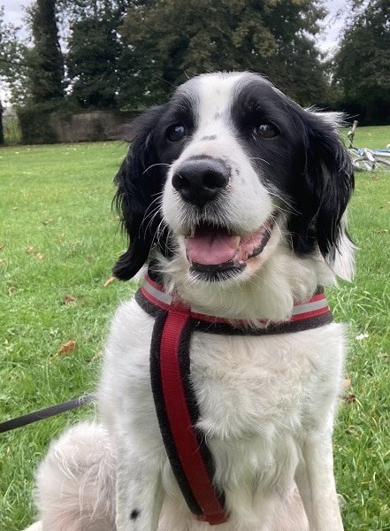 oldiesclub's tweet photo. This week's sponsor dog spotlight is Pebbles 💜 Pebbles came to us in September 2021. She was an unclaimed stray and sadly has been heavily bred. She has cancer which is widespread throughout her body and other health issues so she remains in our care.
https://t.co/82PJVr1oN1 https://t.co/bB1zCItCnW