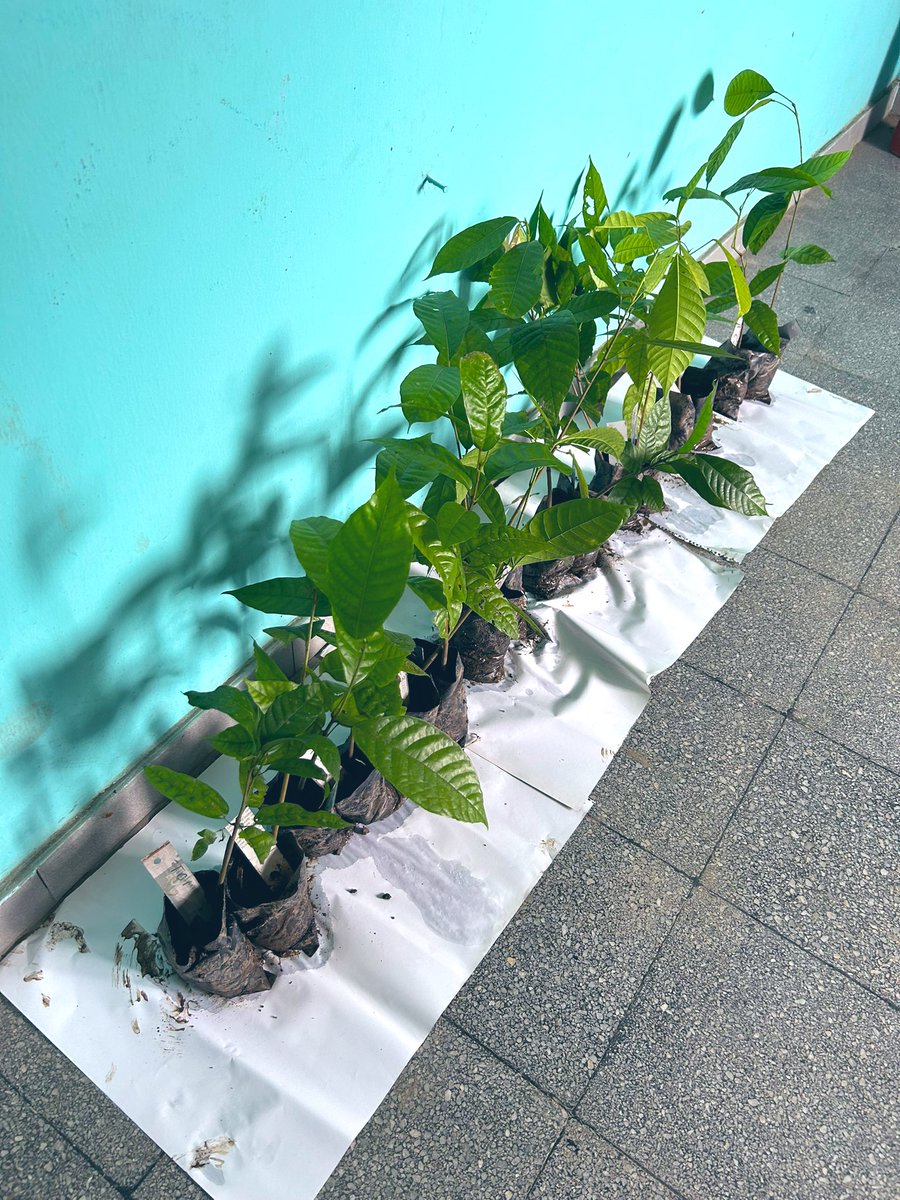 paul_macek's tweet photo. Great start todayโenjoyed reading about The Cocoa Research Institute of Nigeria (CRIN)โs latest innovations on both #cocoa products and #plantingmaterial. Great better way to diversify cocoa income! .@CocoaFarmersNig .@LuthWorldRelief .@FmardNg https://t.co/ncn89At0fq