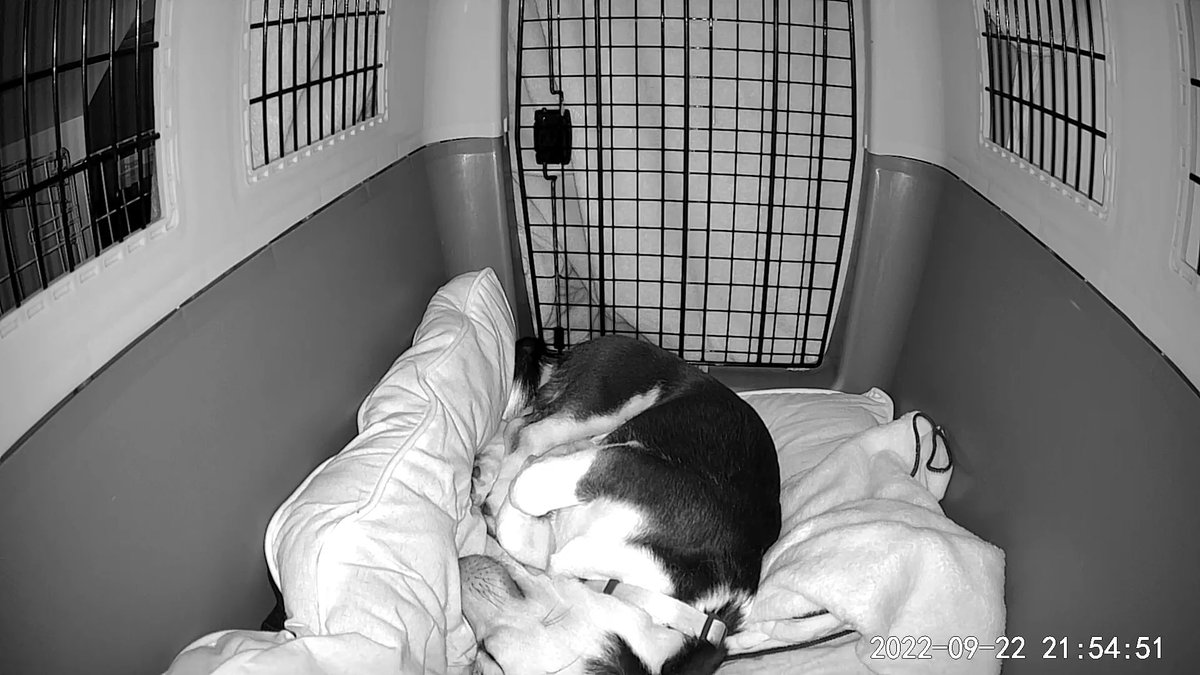 SamiRubuliak's tweet photo. more cow sleeping content https://t.co/jpbYga4HTu
