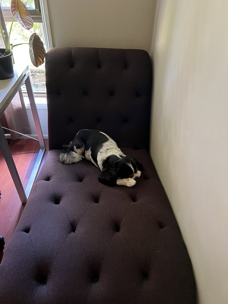 cjruiz18's tweet photo. @dremilymoir So does Lexi and Bender! And Lexi snores SOOOOOO LOUDLY 😖 They might be suffering a little burnout…it’s been an exhausting year! https://t.co/reNxVWMF7b