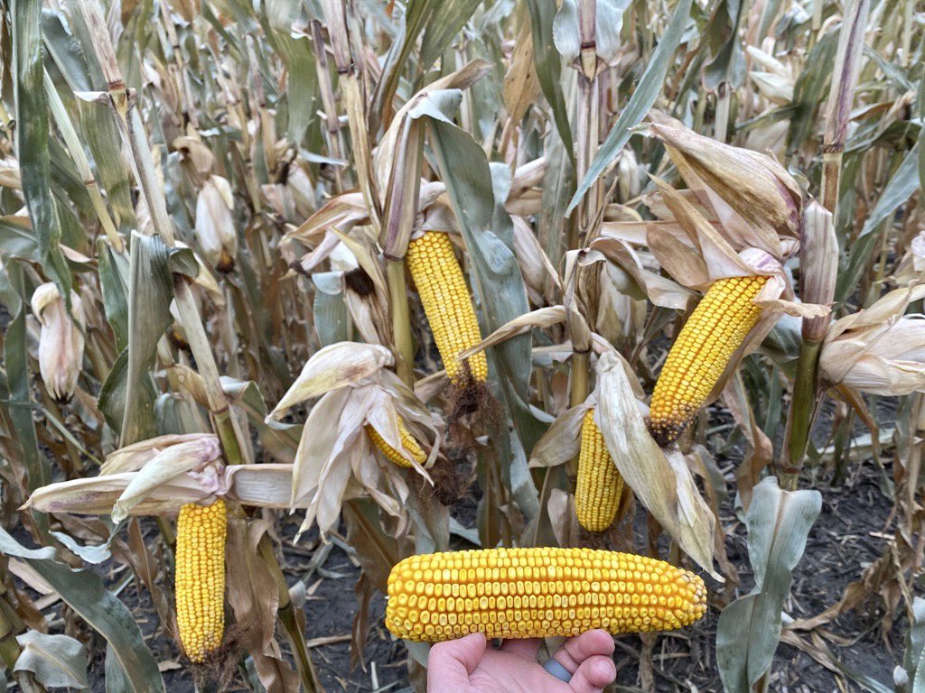 Cameron Hildebrand tweet media