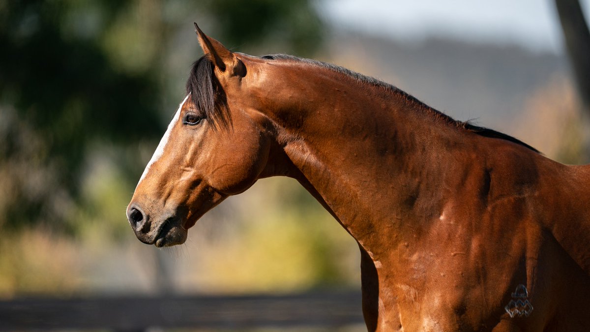ArrowfieldStud's tweet photo. Take a Redoute’s Choice son, add a dash of Try My Best to line-breed to Best In Show and voila, there’s Giga Kick &amp; Best Of Bordeaux and 34 other SW! #snitzel #theautumnsun #pariah #createyourgreatness 
📷Pariah https://t.co/4ufyl5V4jF
