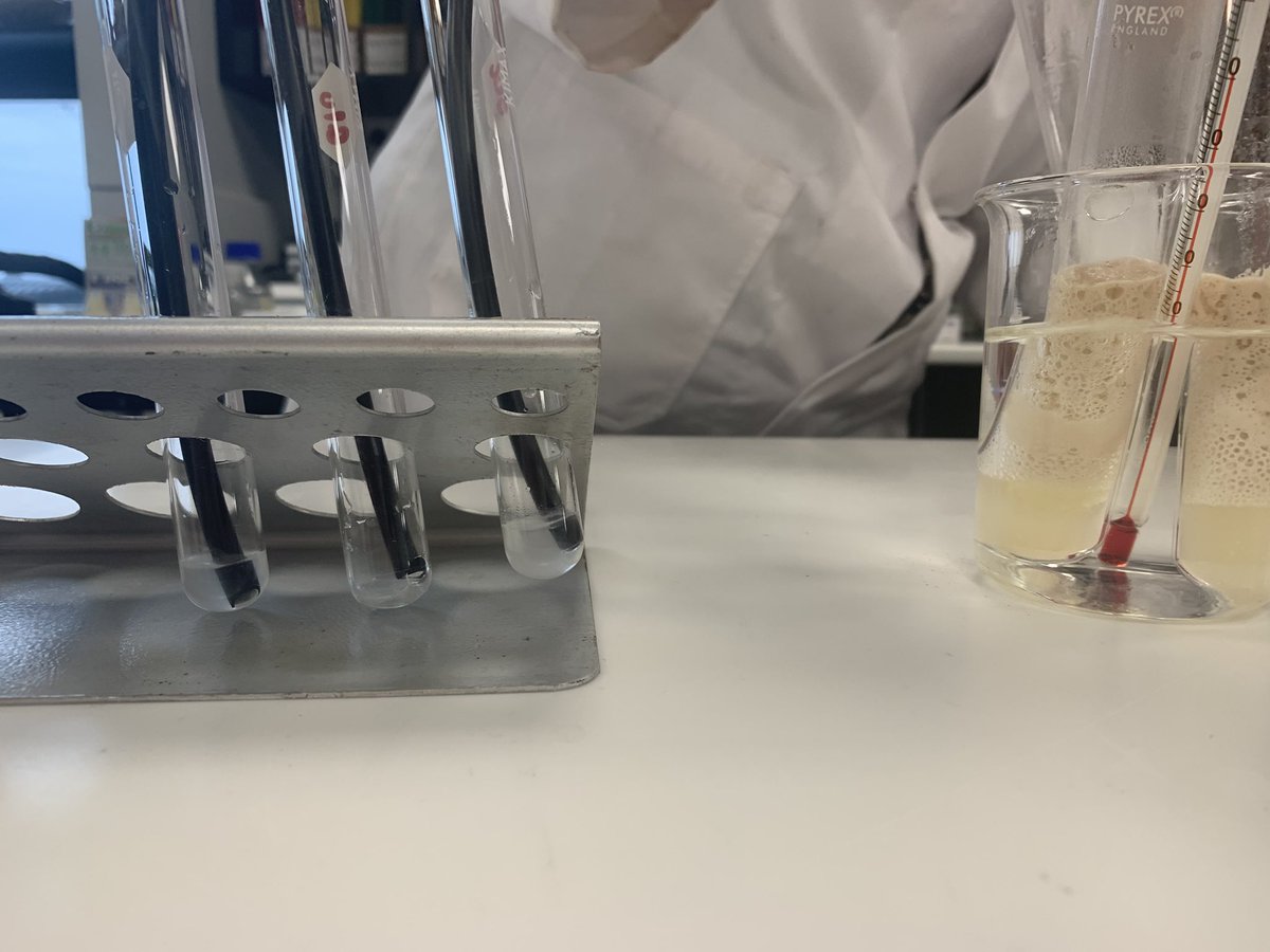 BeckRSaunders's tweet image. Favorite part of teaching science playing around with labs for my class … next lab #IB #Biology #Topic2 #CellularRespiration