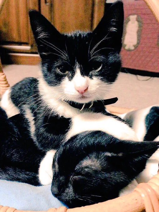 唐突な子猫自慢 