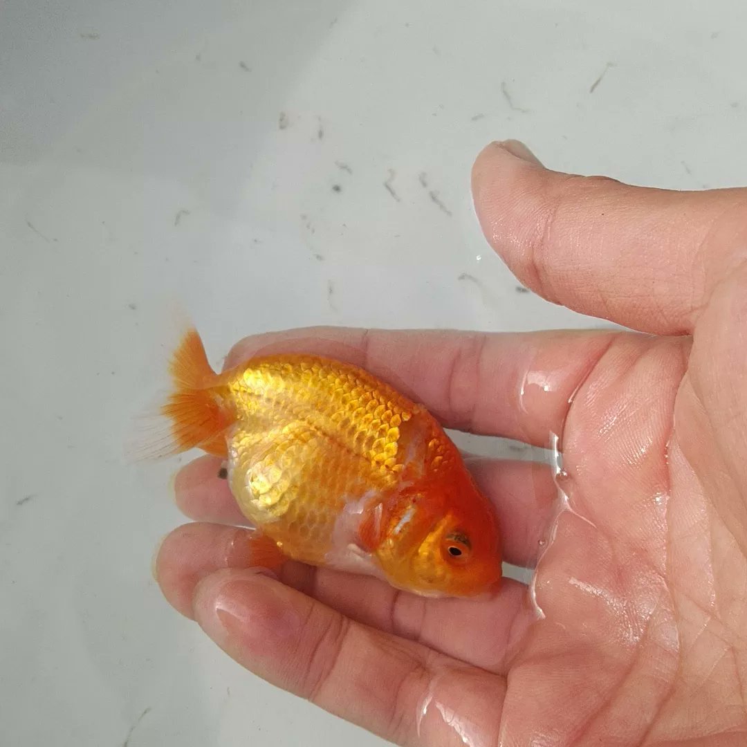 怪我 Recherche Twitter Twitter 怪我 Recherche Twitter Twitter