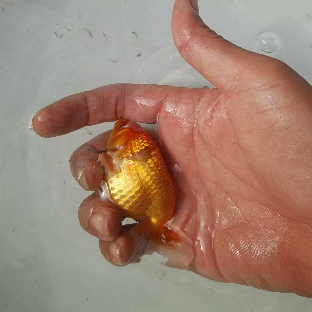 怪我 Recherche Twitter Twitter 怪我 Recherche Twitter Twitter