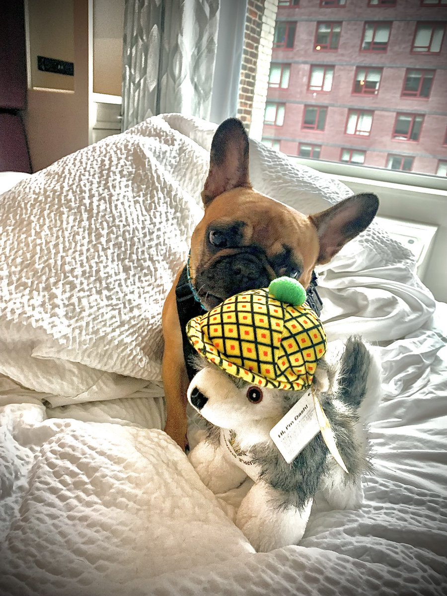 trinityg35's tweet image. @Staypineapple My Khaleesi fell in love with Dash ❤️🐾🐾🍍 So of course we had to bring him home with us back to Florida 🍍🐾 #staypineapple #DASH 🐾 #newyork #manhattan #besthotelandstaff