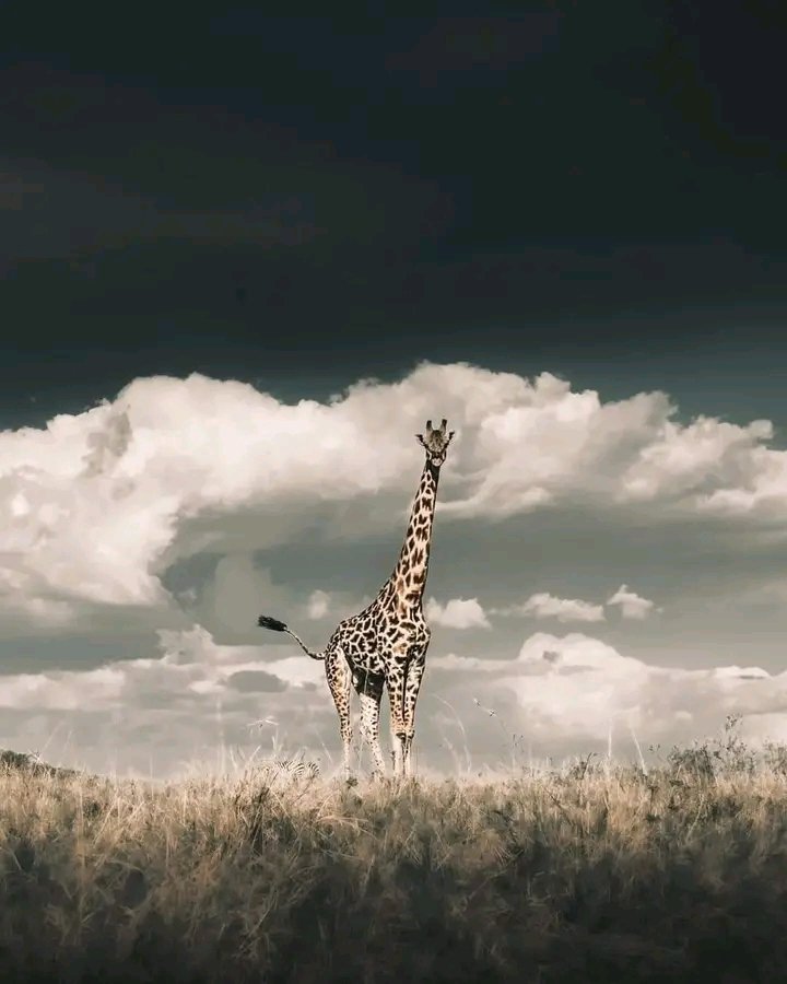 At Masai Mara National Game Park -Kenya