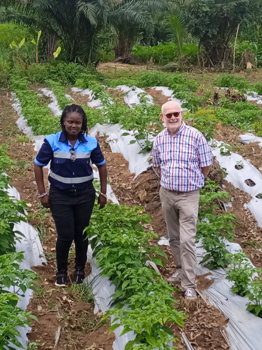 OrJaHsEuN's tweet photo. Day2inKumasi
What a great opportunity to visit the two lead farmers of the ARCHIPELAGO project with @Jeroen_Verheul, @agri_westafrica  @NLinGhana on their Demo farm. A learning experience for me and a good insight for @HortiNigeria
#goodteamwork #fieldtrip #horticulture https://t.co/qgxwijjpqY