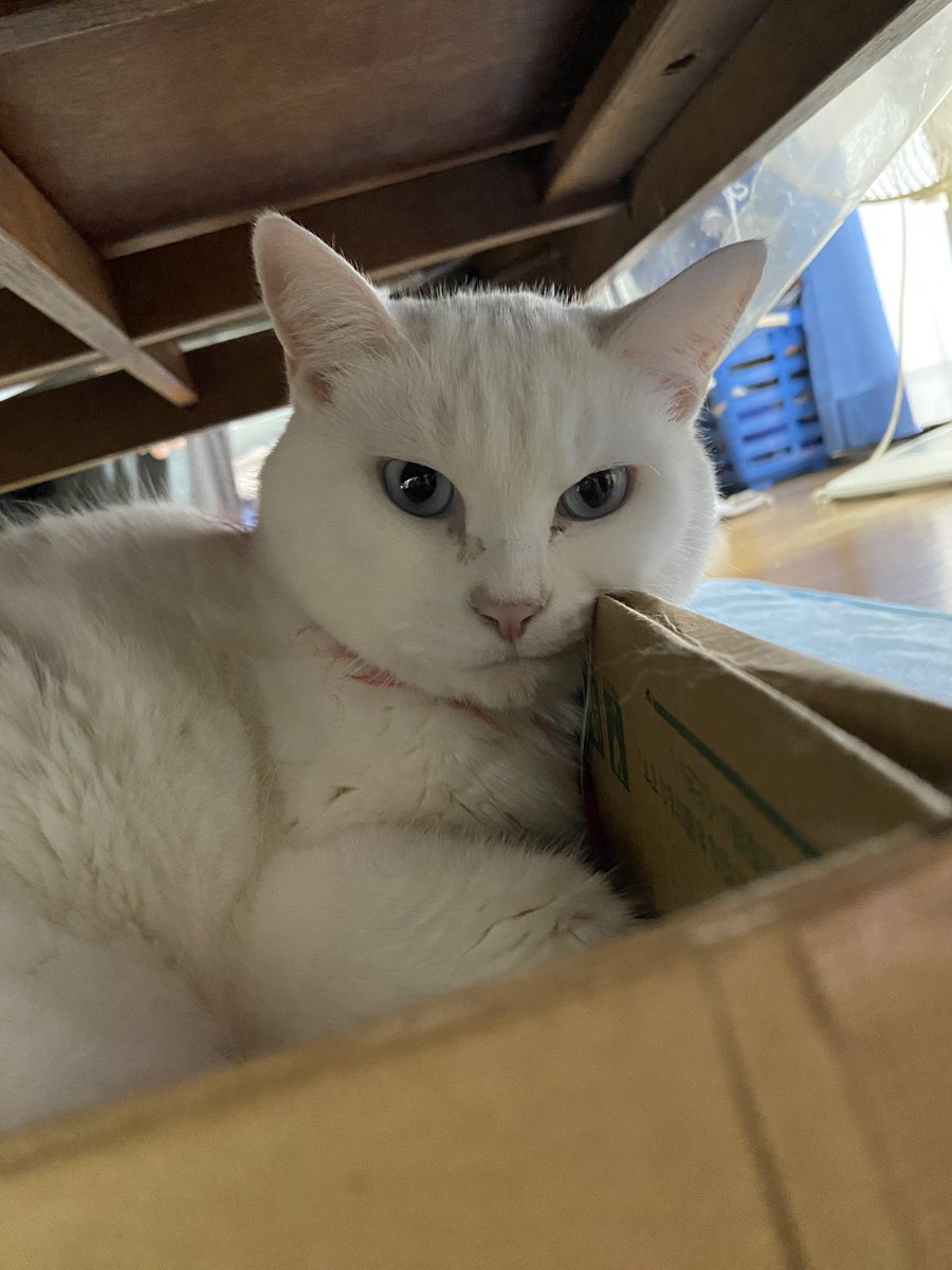 taki0803's tweet photo. 乗ってるよ、ほっぺた
#猫 https://t.co/OSlq1CZTx6