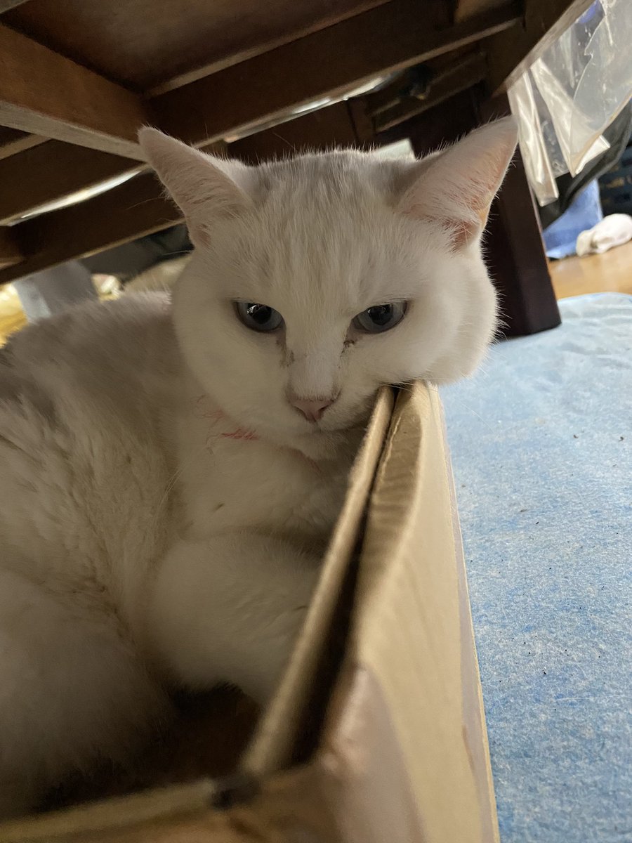 taki0803's tweet photo. 乗ってるよ、ほっぺた
#猫 https://t.co/OSlq1CZTx6