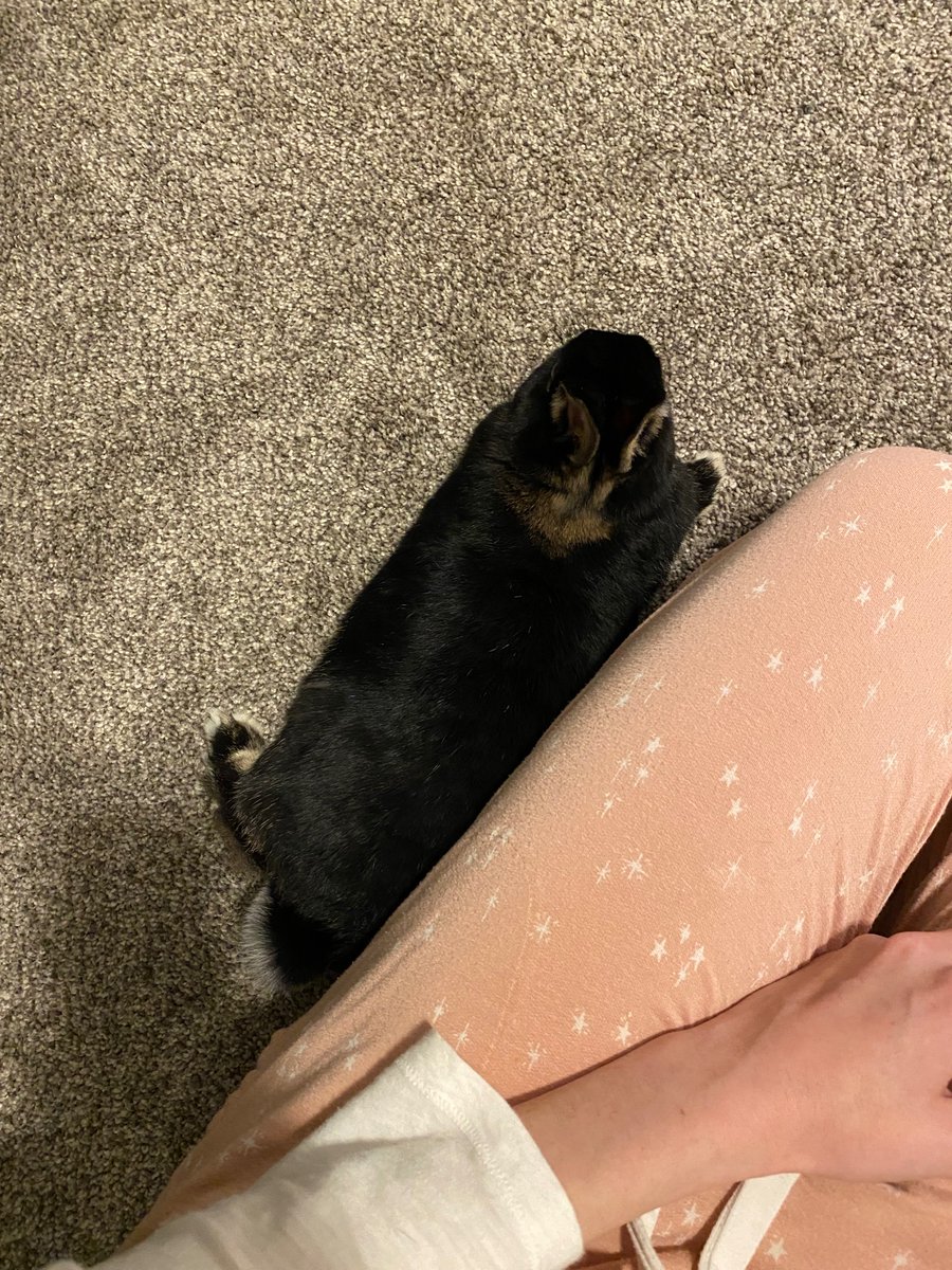 bejarista's tweet photo. @caitmuenster One of my rabbits decided to snuggle up to me today… I can’t even remember the last time that’s happened. So, day made! 

Also, the author recs you’ve shared with me are amazing, and I’m so grateful for that. https://t.co/RwJqPS9WuX