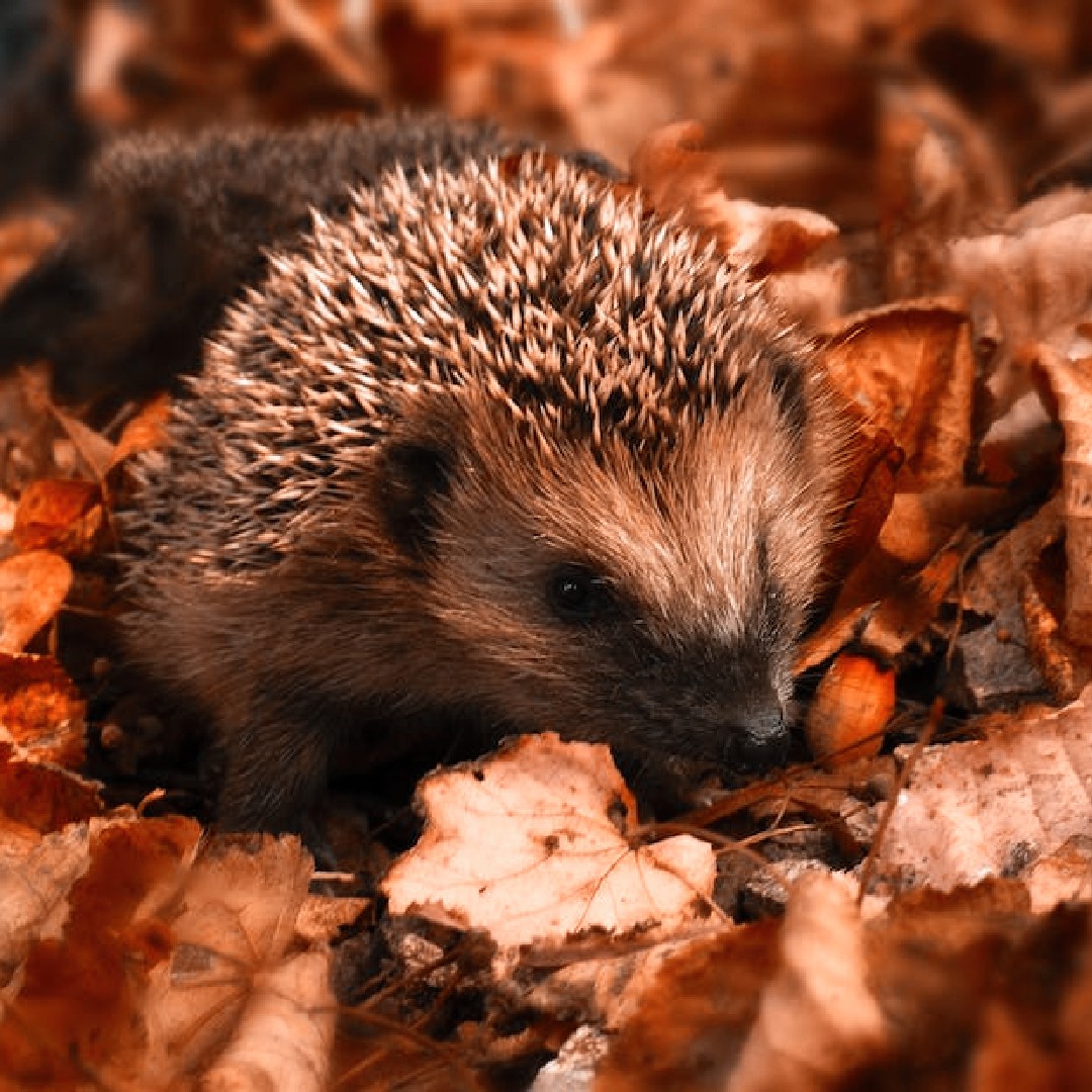 Watch Out For Hedgehogs 🦔🔥 Hedgehogs will be looking for a suitable nesty place to overwinter- such as under a shed, in piles of leaves or sticks such as an unlit bonfires. Be sure to check bonfires before lighting. 🦔🔥 #BonfireNight #Fireworks #Hedgehogs