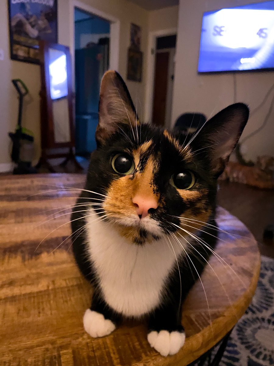 isabellemoreno's tweet photo. Gem is the cutest cat in the world and you can’t tell me otherwise https://t.co/VuJHHQxh1o