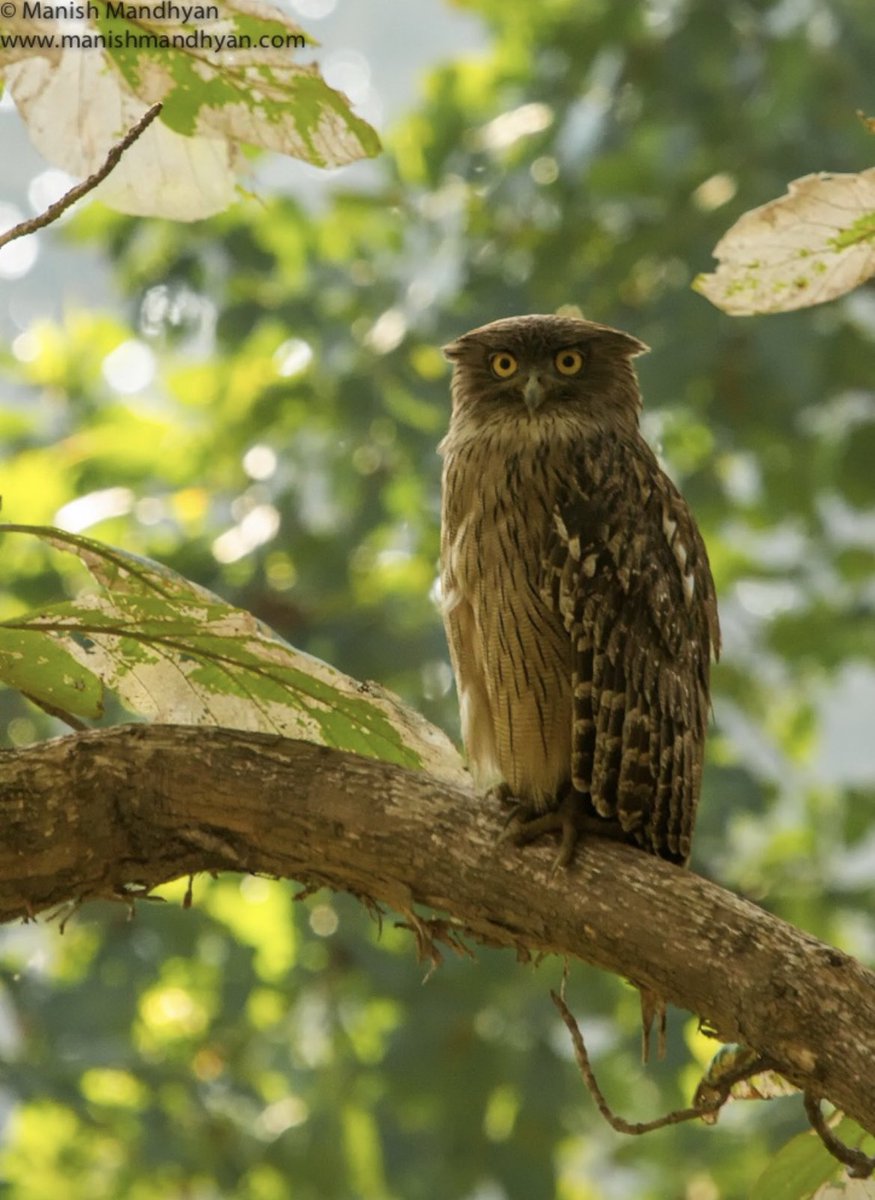 Manish 🦉 tweet media