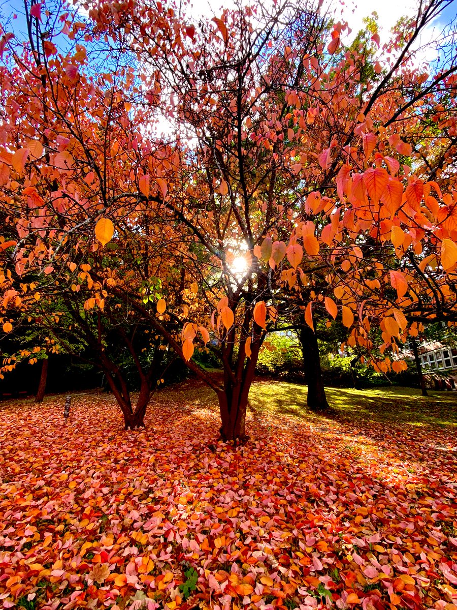 Guten Morgen Ihr Lieben ☕️ Ich wünsche Euch einen zauberhaften Tag🍂🌞🍁🤗 #ThursdayMotivation #AutumnVibes #GoodMorningEveryone #nature @ajsg @lasse2703_KSV @LisavonSteijern @MaxiMusterman1 @engelchenmandy @miriBlomquist @wiesnmichi @WilliamBug4 @skrella @cloudymamma @Antiss69