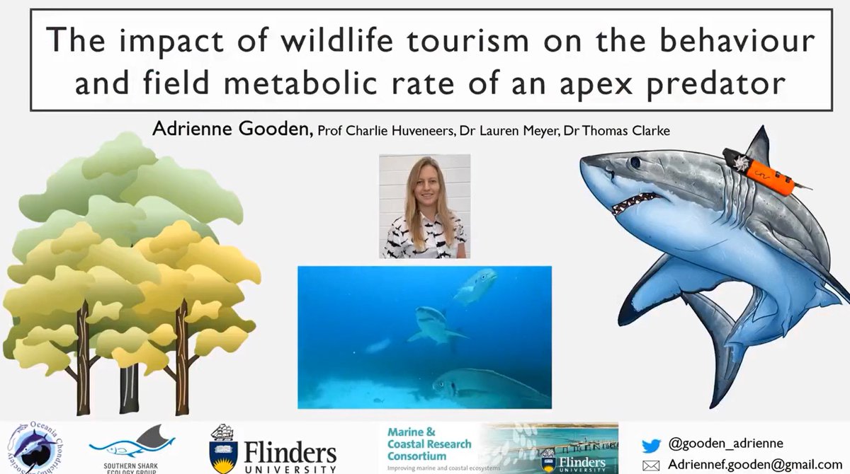 SouthernSharkEG tweet media