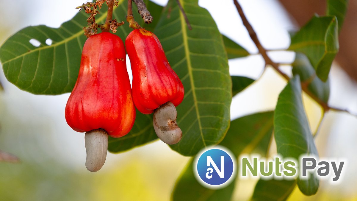 Currently, 1,100,000 tons/year cashew nuts are produced and are traded at about $1500/ton.
The cashew nuts market size with #NutsPay will be around $1,650,000,000.