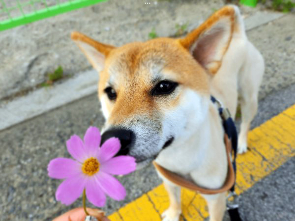 동물보호센터 tweet media