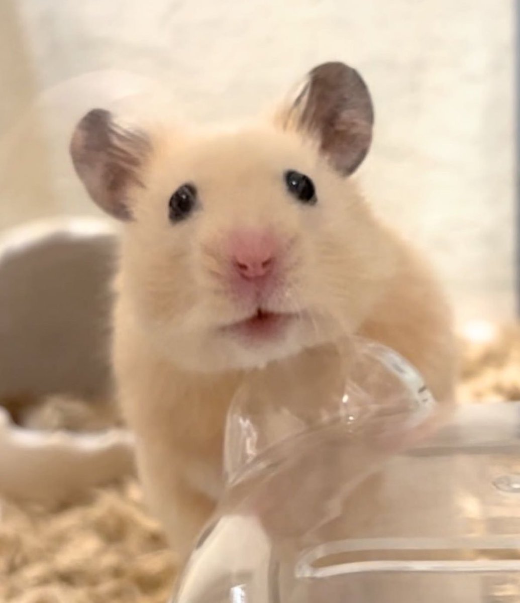 hamstertomory's tweet photo. ほよよ〜なオメガΩくん🐹💕
#ハムスター #hamster #omega https://t.co/i7MWyM0vwW