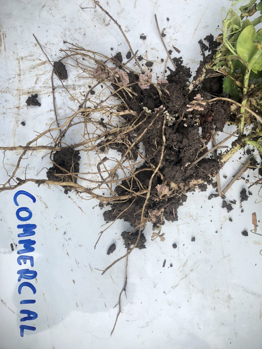 onthepulseAUS's tweet photo. Potential replacement Group F inoculant with improved acid soil tolerance is working well in the northern alkaline vertosols.
A few green nodules I am putting down to being very wet all season.
Crop is picking up with some warm weather https://t.co/g5qnQvfjvA