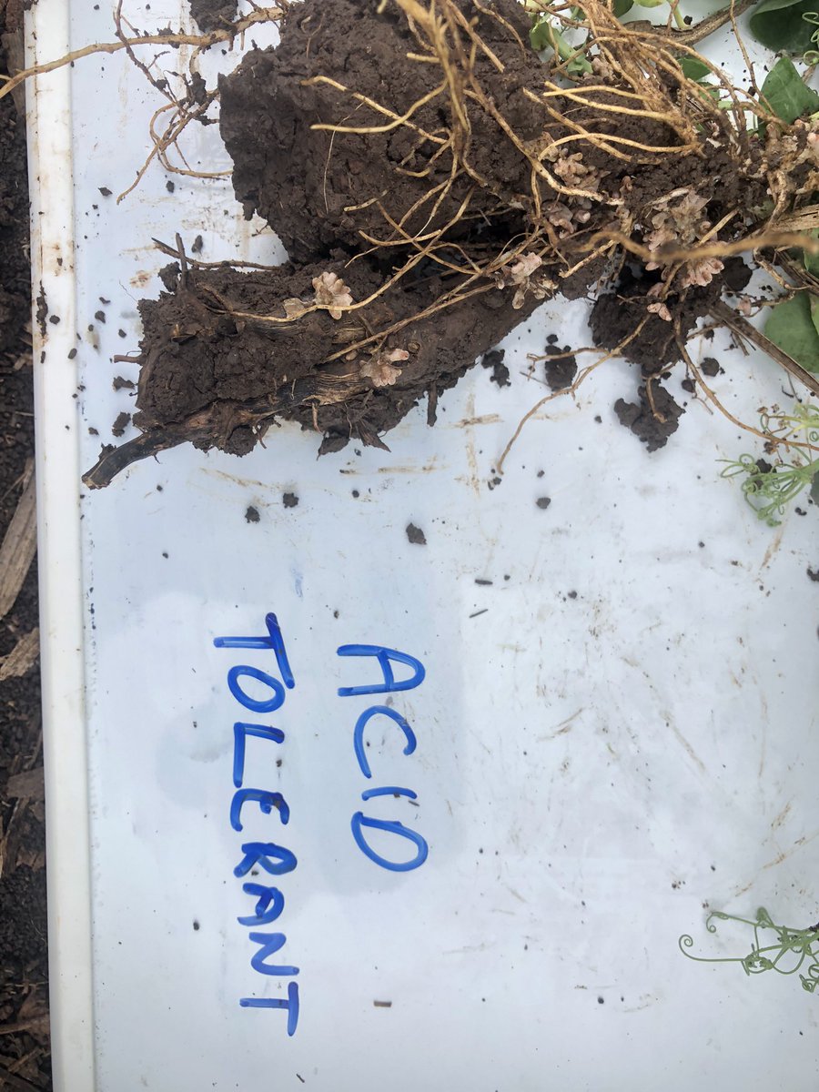 onthepulseAUS's tweet photo. Potential replacement Group F inoculant with improved acid soil tolerance is working well in the northern alkaline vertosols.
A few green nodules I am putting down to being very wet all season.
Crop is picking up with some warm weather https://t.co/g5qnQvfjvA