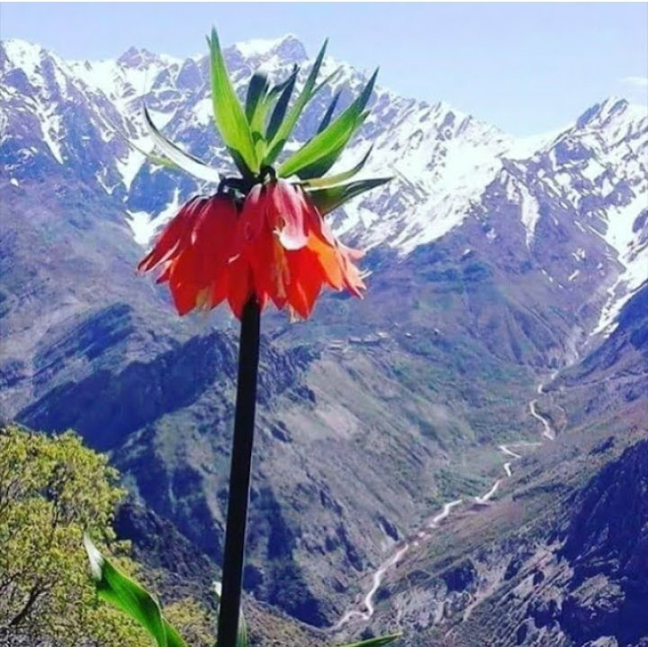 ArtukPolat's tweet photo. GÜNAYDIN CANLAR DOSTLAR YOLDAŞLAR MUTLU HUZURLU SABAHLAR GÜNLER DİLERİM ☕🙋🙏✌️

Sonunda bir soru gibi 
Kaldım yine kendimle,
Kentin kırık aynasında,
Eksildikçe düşlerim,
Söyle benim ömrüm
Bu kente ugradımı ?
Sahi ben hiç ömrümü
Kendime yaşadım mı ?

Haydar Ergülen https://t.co/K9jxOP2PPq