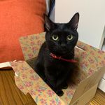 Leow S Alex (@leowsalex) on Twitter photo 