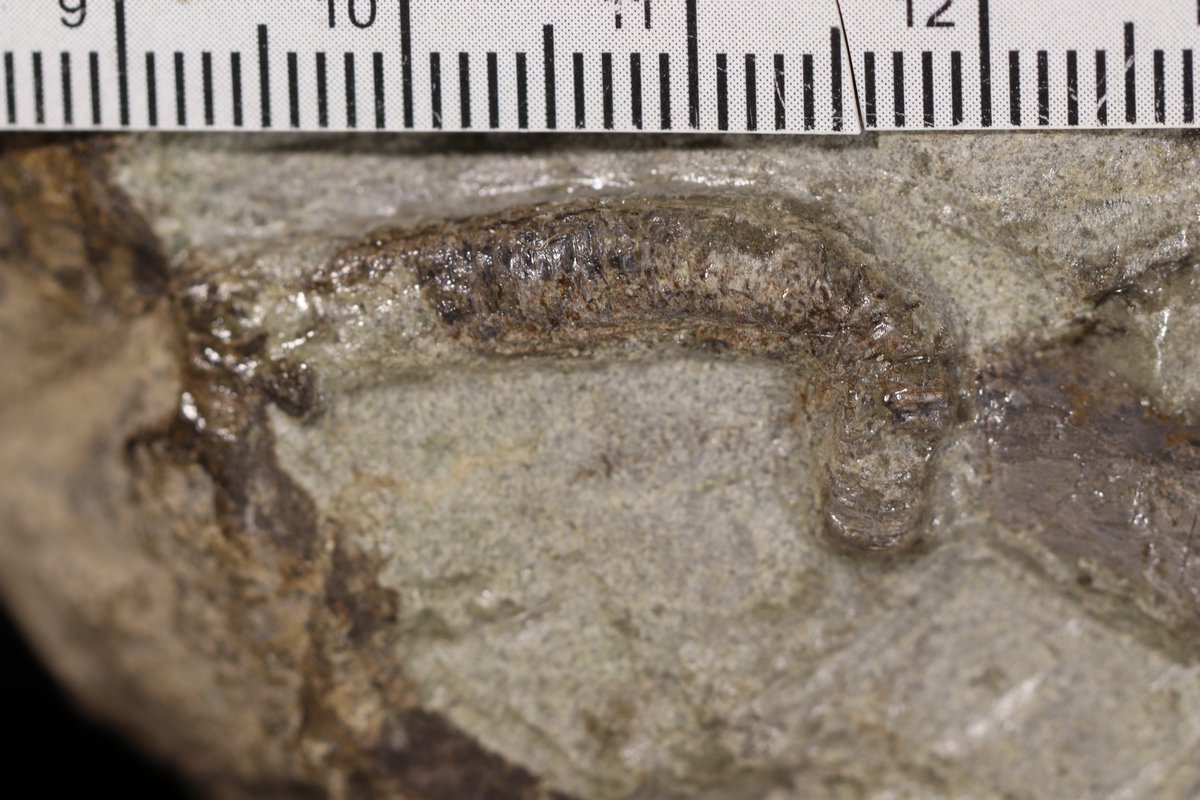 Jennifer Botha tweet media