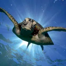 Pangea Movement tweet media