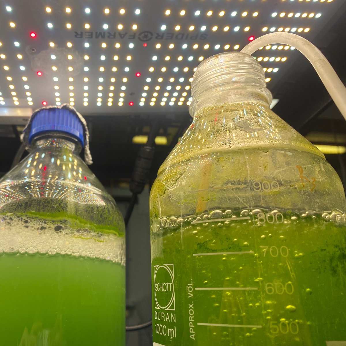 UTS_Science's tweet photo. 🧪 Find out how UTS Science celebrated World Algae Day by highlighting two cutting-edge technologies that promise the next generation of carbon capture: https://t.co/TVt0zVI0pJ

@uts_c3 @deepgreenhub #algae #climatechange #sustainability #science #research https://t.co/dTZizI0KA1