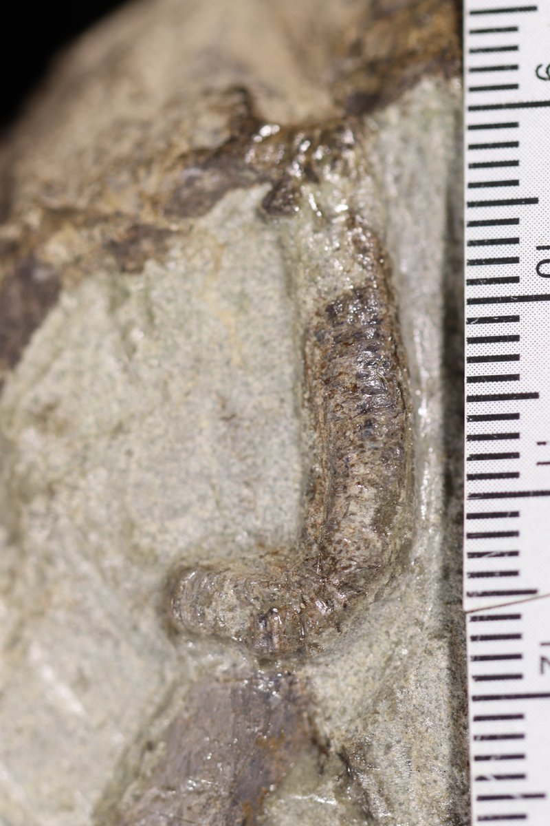 Jennifer Botha tweet media