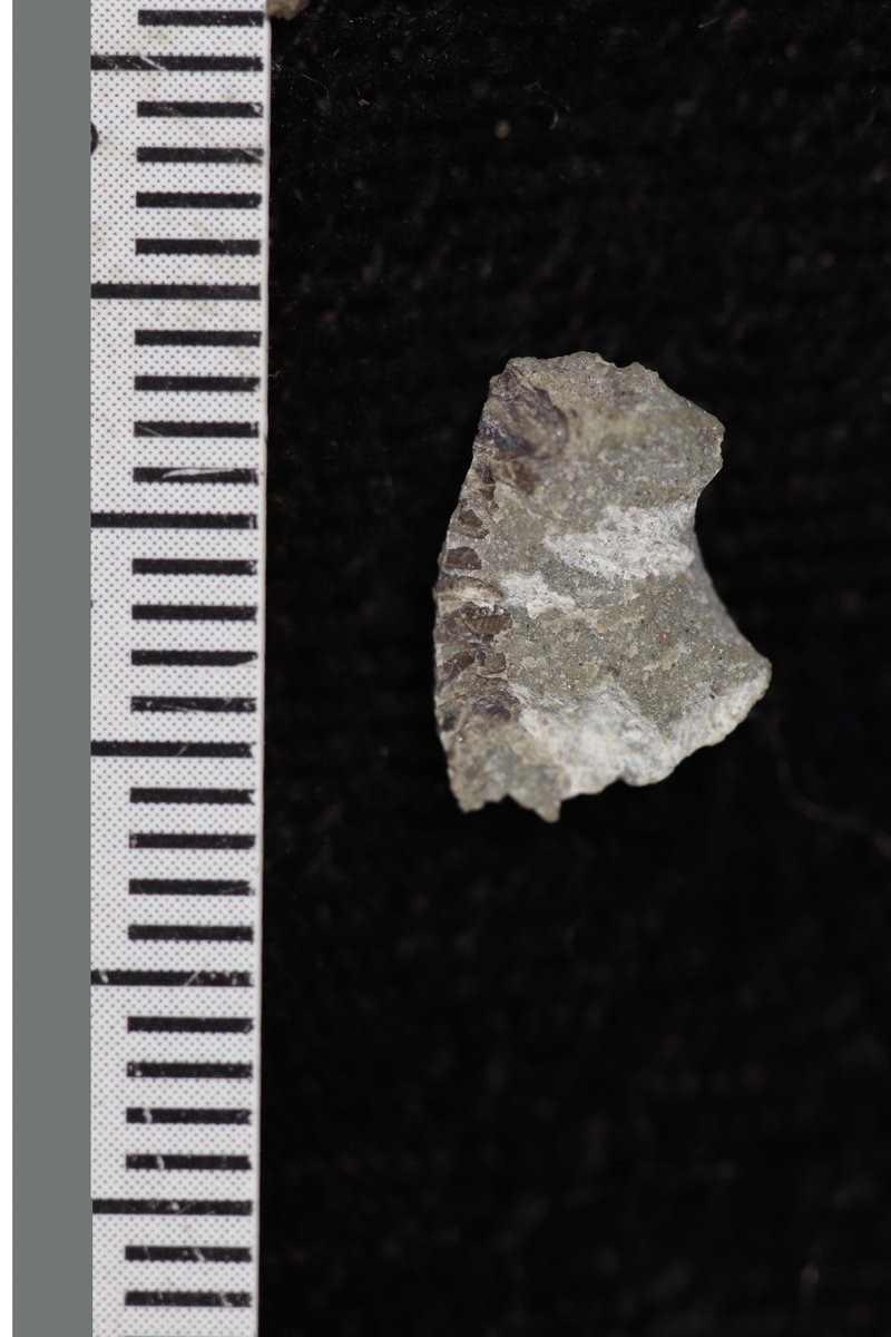 Jennifer Botha tweet media