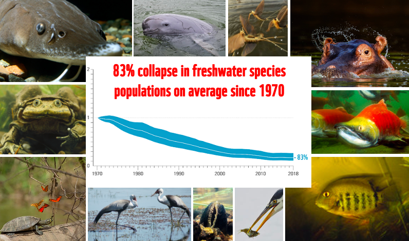 BREAKING: Freshwater species populations have plunged by 83% on average since 1970 - the largest fall of any species group World must prioritize freshwater biodiversity in new global framework for nature More in new @WWF @OfficialZSL #livingplanetreport livingplanet.panda.org