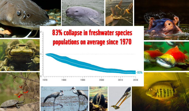 WWFLeadWater's tweet photo. BREAKING: Freshwater species populations have plunged by 83% on average since 1970 - the largest fall of any species group

World must prioritize freshwater biodiversity in new global framework for nature

More in new @WWF @OfficialZSL #livingplanetreport 
https://t.co/PzMASstyWm https://t.co/PfKafRldjV