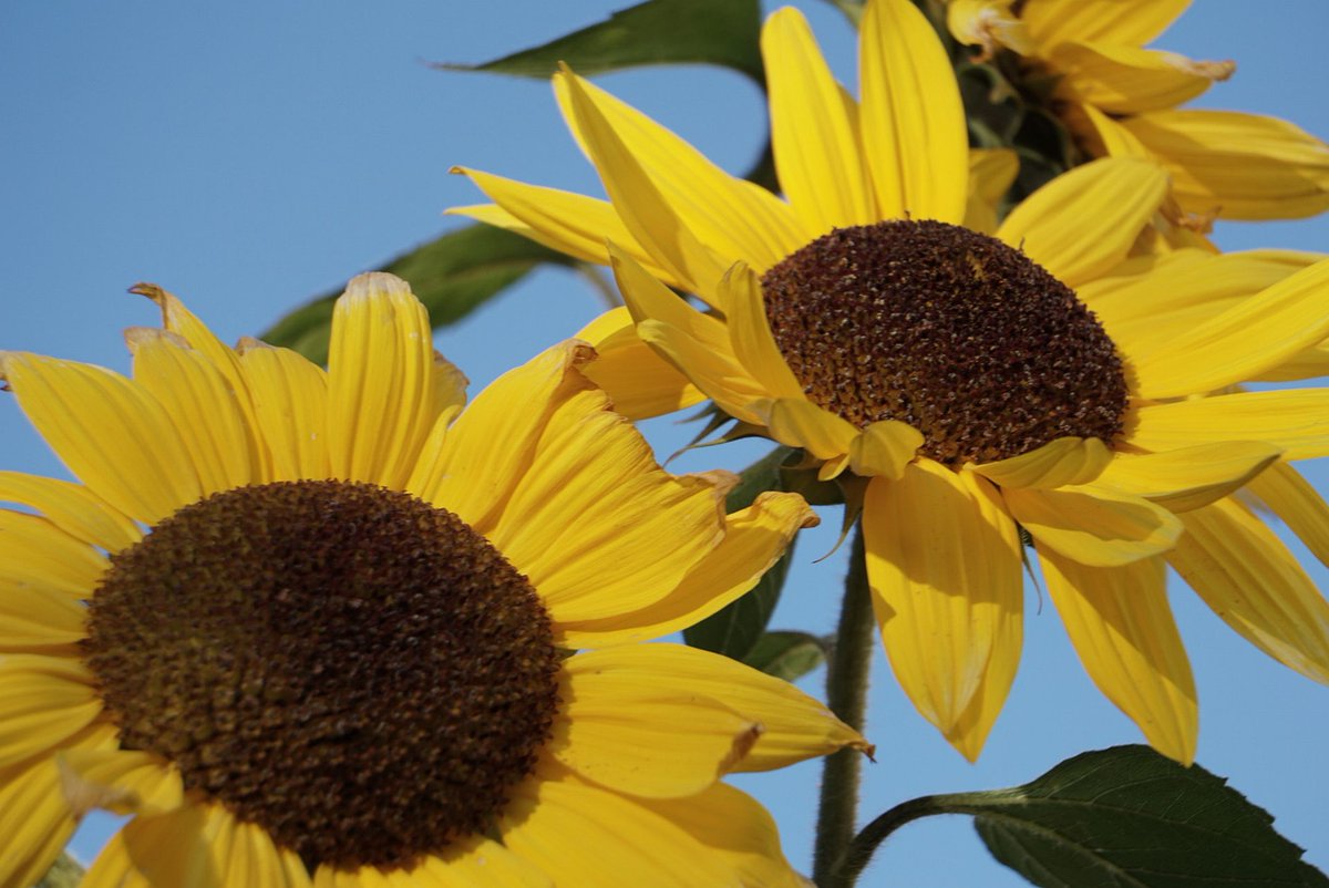 have a nice day🥰
#NaturePhotography  #photography #sunflowers  #Flowers #Naturelover #NatureBeauty  #macrophotography  #gardening #nature #garden #TwitterNatureCommunity #Peace