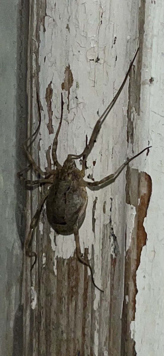 ECCENTRICANTIQ's tweet photo. @BritishSpiders not sure what this is ?very bulbous with marking on his back  does any one know https://t.co/eYq2Hv3OQ7