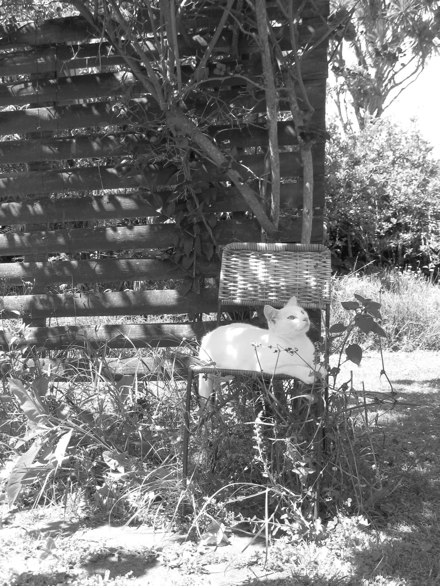 nattydiddy-diddynatty-twitter