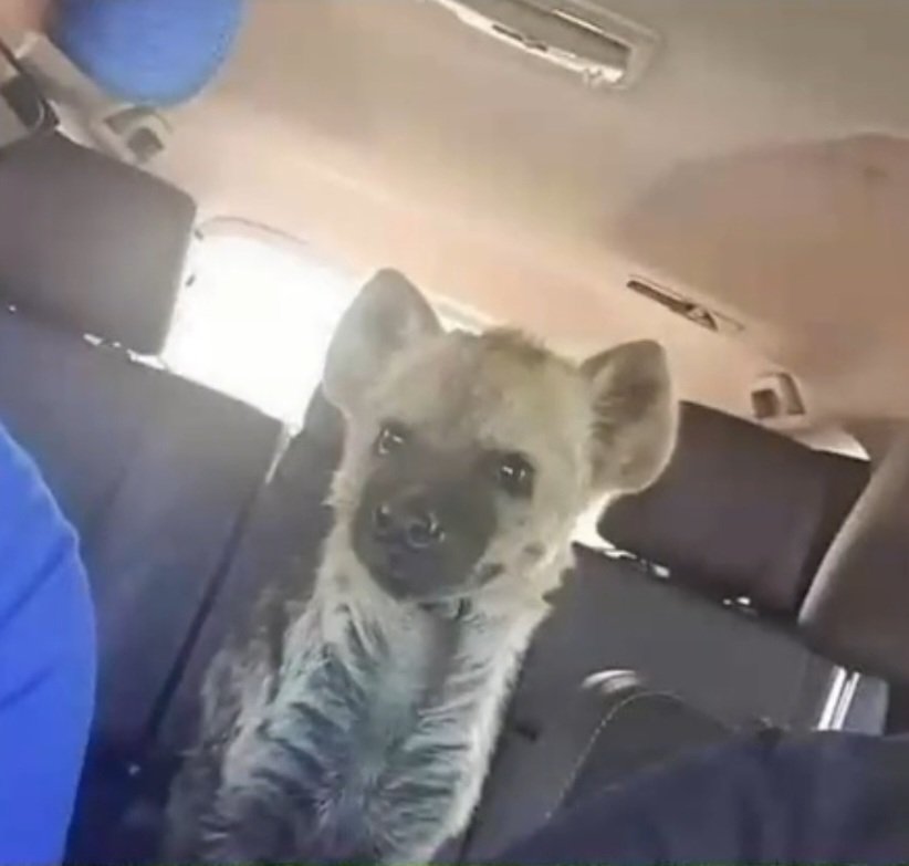 He recogido este perro en la autovía.
Joder que simpático.
Todo le da risa.