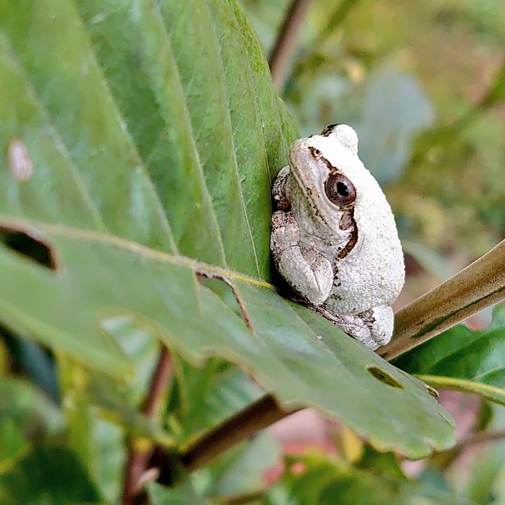 白いカエル Twitter Search Twitter