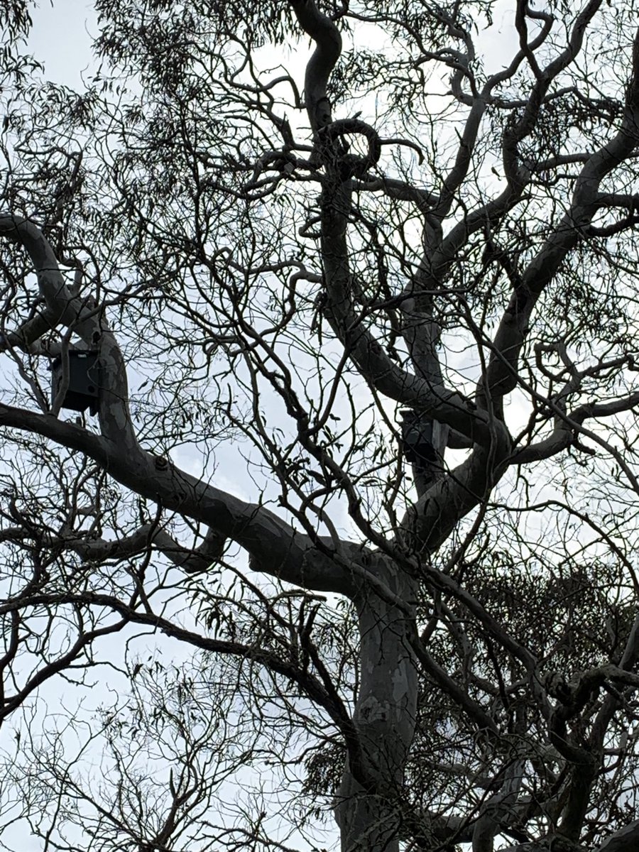 Great news: the 20 nesting boxes now installed in 15 trees. A bit high up to get any decent photos, but we are now waiting for the lovin’ to begin! Landcare Led Bushfire Recovery