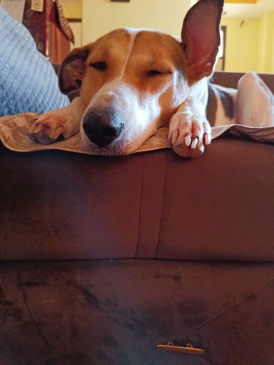 Animal lovers should be eternally grateful to <a href="/dogitization/">Dogitization</a> for restlessly working towards making humans aware about what co-existence actually means. Me n my family feed 2 dogs, take care of them n hv also adopted a rescued Indie dog. Way to go👍👍