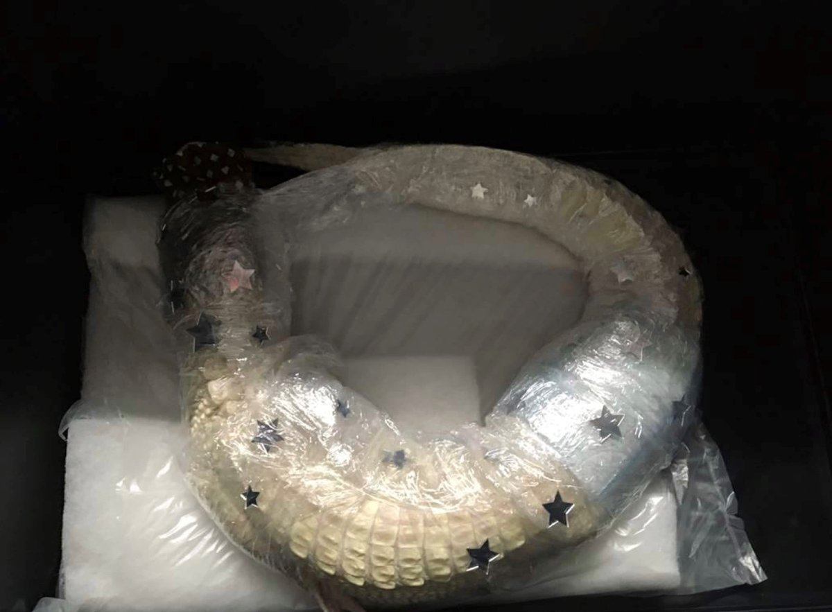 zoll_info's tweet photo. Zollkontrollkräfte befreien am @MUC_Airport einen Albino #Alligator aus einem Koffer. Der Reisende wollte das Tier in Folie eingewickelt nach Singapur schmuggeln.
➡️ #Artenschutz ➡️ Strafverfahren
➡️ 🐊 im @TierheimMunchen untergebracht
https://t.co/kehGWI1M4S
#HZAmünchen https://t.co/R1uXRGggSN