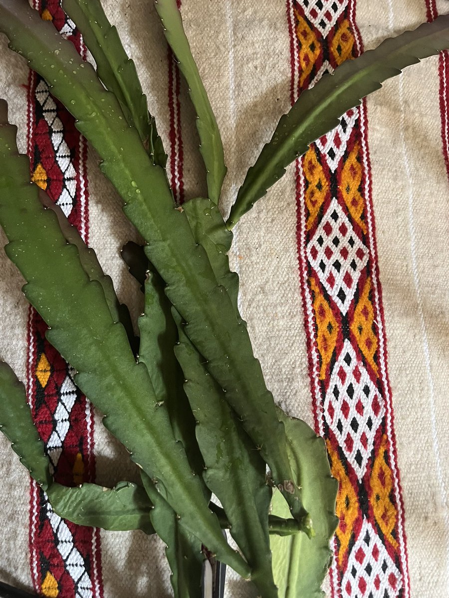 PardoMestre's tweet photo. #BonDia #Lleida Una veina que tenia jardí, li va donar unes fulles brostades de plantes crases i abans de clavar-les a la terra, va deixar que fessin uns moments de repòs damunt un teixit bonic i confortable :) (relats de cal Trudes) #veines #volguts #torretes 🔶🟢🔶 https://t.co/VNWZmwWd92