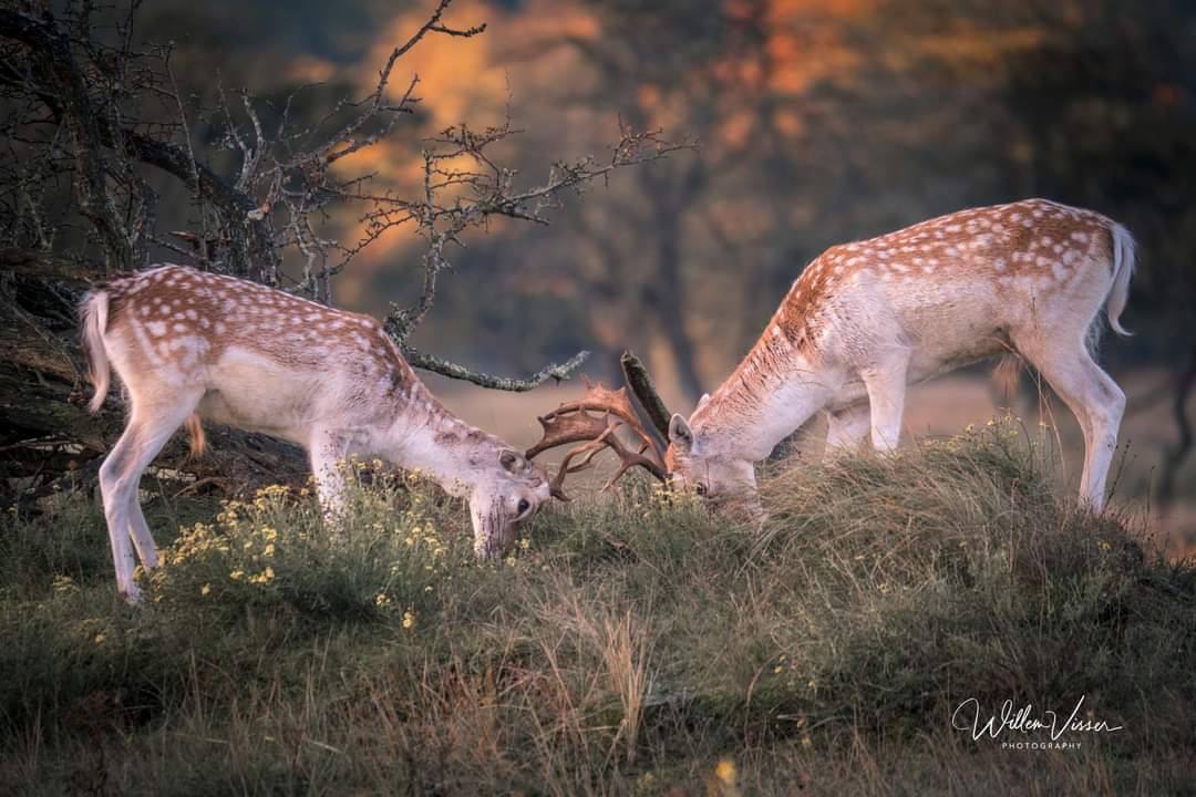 VisserWillemJ's tweet photo. De bronstijd voor de herten is weer begonnen! #herfst #bronstijd #burlen https://t.co/SkDECe2f7i