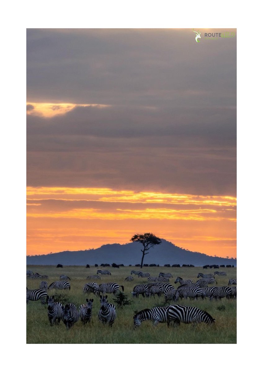 Route Wild Safaris 🐾 tweet media