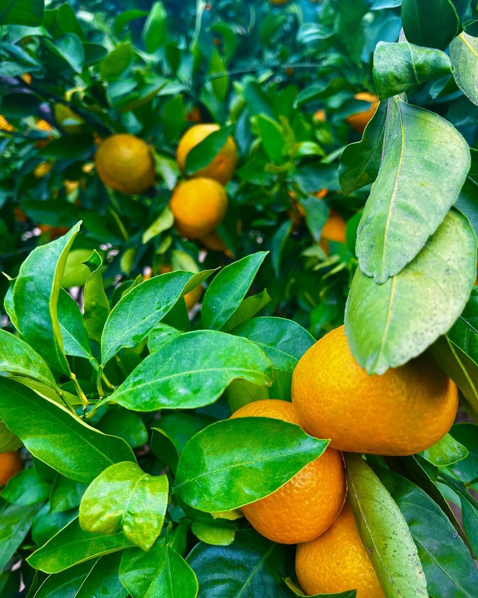 Croatia_hr's tweet photo. Sweet or sour? - Which one do you prefer?
It's time for harvesting!
#FallingForCroatia #BestFallCroatiaBucketList
📸 visit_opuzen https://t.co/9j0TPhsE84