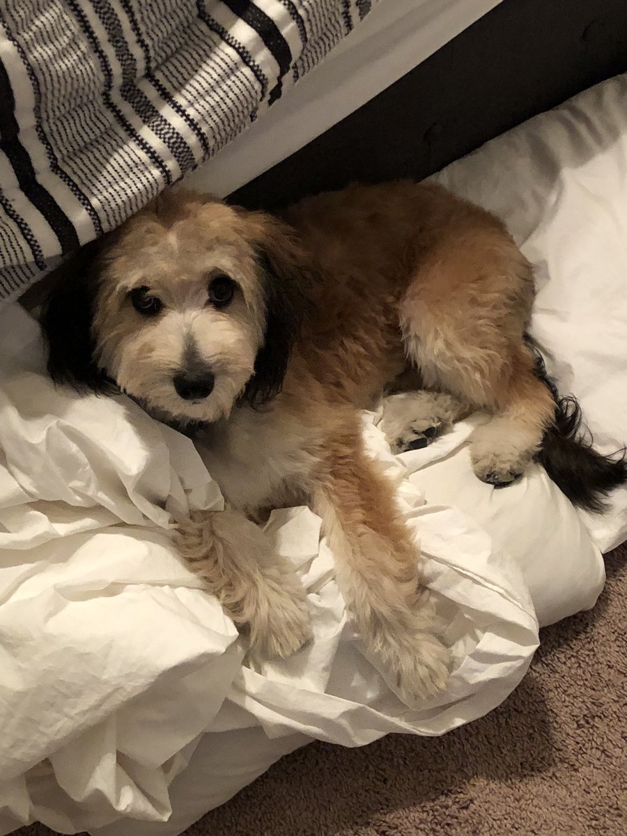 WookieThrows's tweet photo. “Dad I’m comfy please don’t make me go to bed” https://t.co/E6DxsJ8X8Q